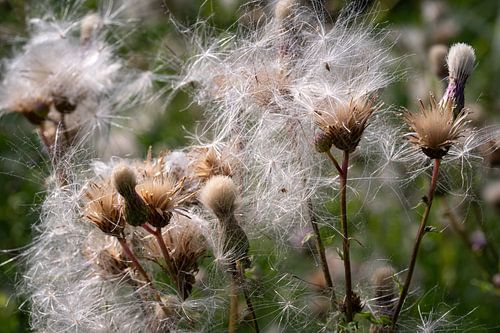 Le chardon des champs après la floraison