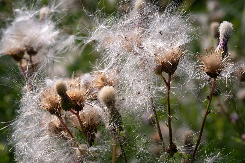Le chardon des champs après la floraison par Eugene Winthagen