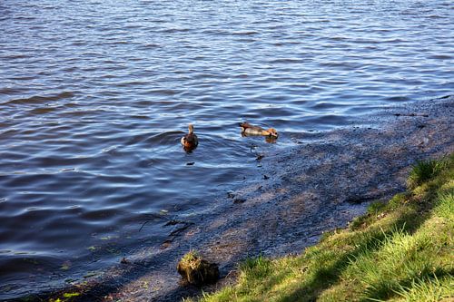 Impressies van het Baldeney-meer in Essen, Duitsland