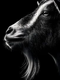 Goat - Characterful side profile in black and white by drdigitaldesign