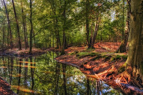 Reflecties in het bos