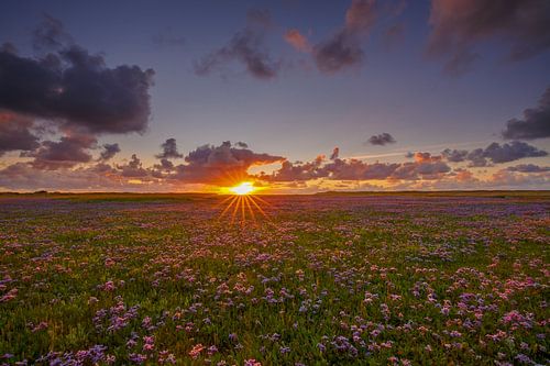 Lantern Ear The Slufter