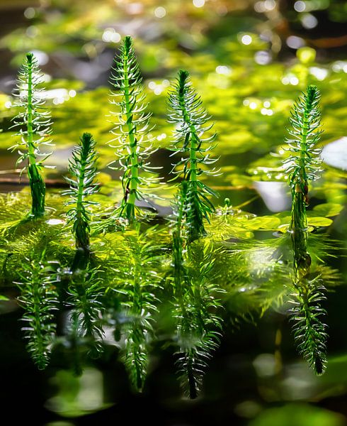 Tannenwedel im Gartenteich von ManfredFotos