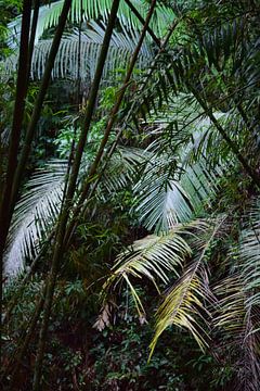 Forêt tropicale sur Pim van Galen