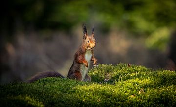 Eekhoorn in het vroege voorjaarslicht. van Wouter Van der Zwan