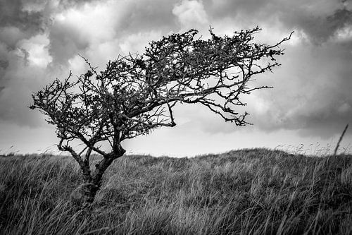 Eenzame boom op Ameland van Ron van Ewijk
