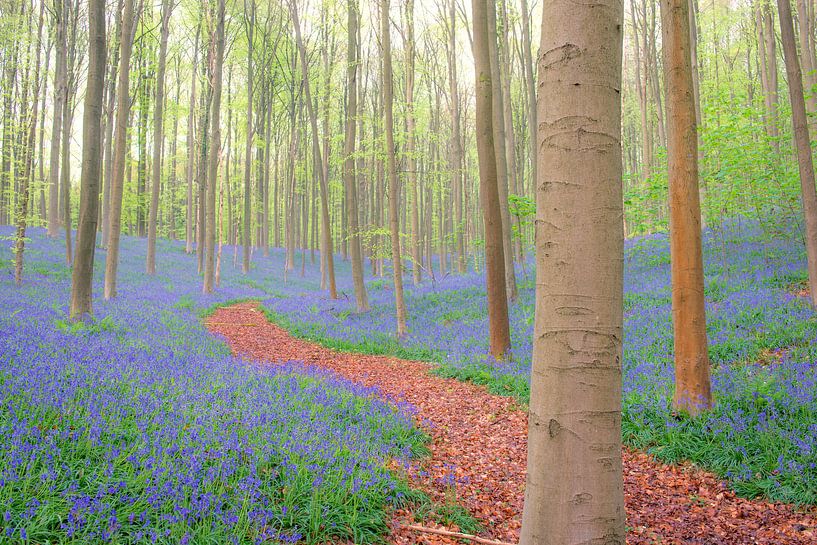 Pad door een beukenbos met wilde hyacinten bloemen van Sjoerd van der Wal Fotografie