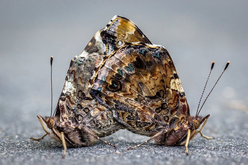 It takes two by Martzen Fotografie