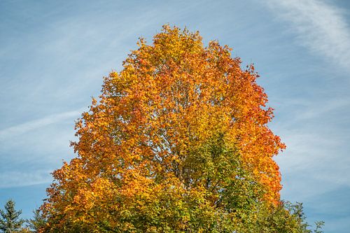 Boom in de herfst met een prachtig kleurverloop