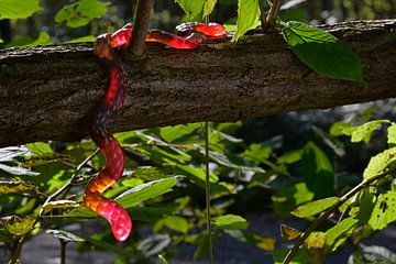 The fruit snake - non-poisonous - edible