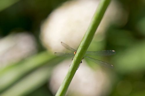 Dragonfly behind a stem