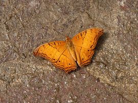 Gemeenschappelijke kruiser