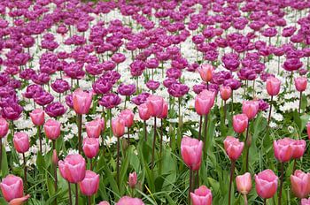 Flowerfield in Keukenhof, the Netherlands