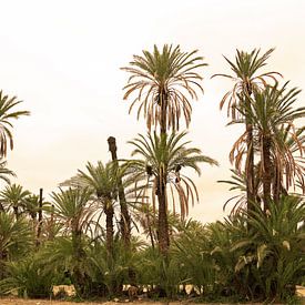 Palmen1 von Liesbeth Govers voor Santmedia.nl