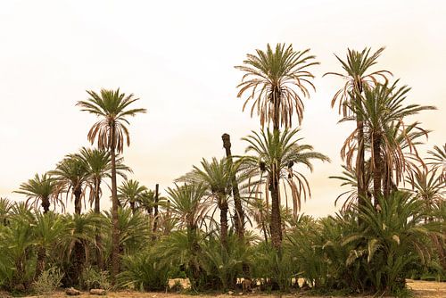 Palm trees1