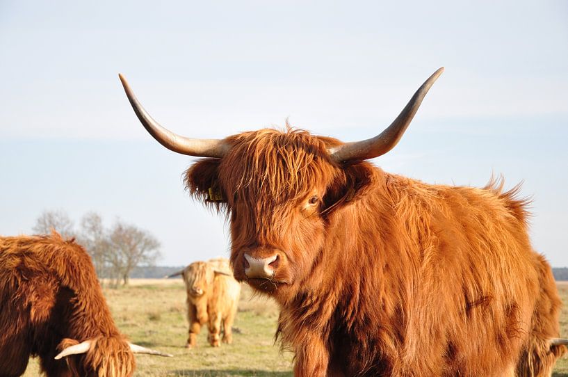 hooglanders bij diever by Marten Wieringa