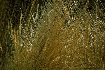 Marram grass in the dunes on Langeoog by Karl-Heinz Petersitzke
