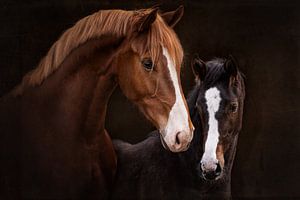 Cheval et poulain | Photographie de cheval