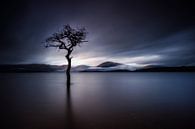 The Lonely Tree bij Milarrochy Bay Schotland van Valerie Leroy Photography thumbnail