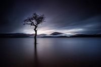 The Lonely Tree at Milarrochy Bay Scotland