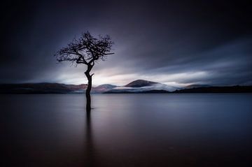 The Lonely Tree at Milarrochy Bay Scotland van Valerie Leroy Photography