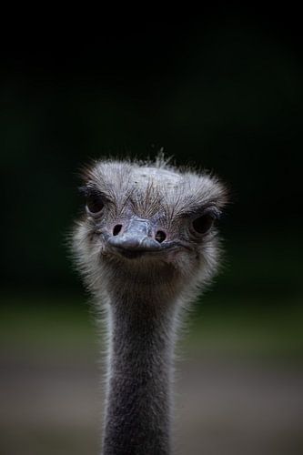 Hide and seek with an ostrich