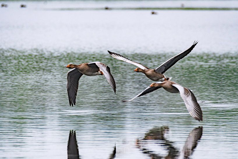 Flying ducks by Inge Verbeem