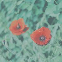 faded red flowers