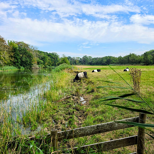 Des vaches au bord de la rivière