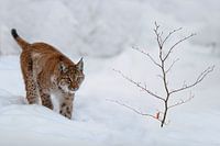 Lynx