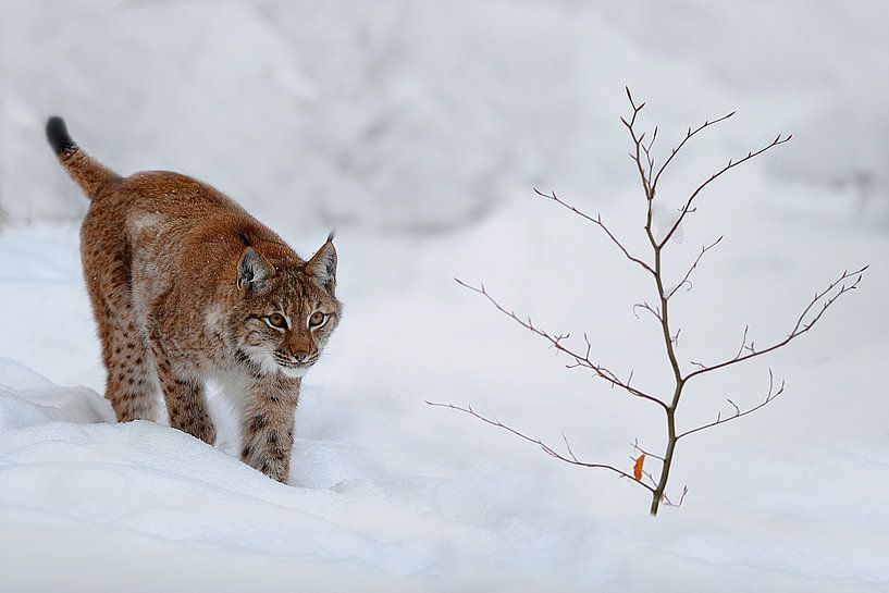Lynx par eric t'kindt