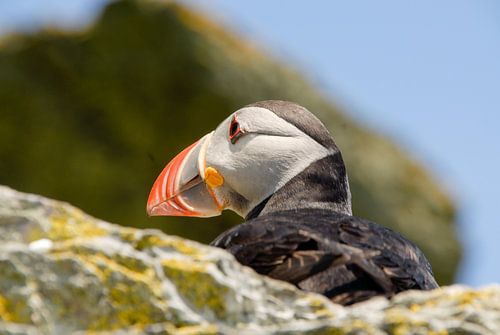 plongeon huppé sur l'île irlandaise de Skellig Michael sur Jan Fritz
