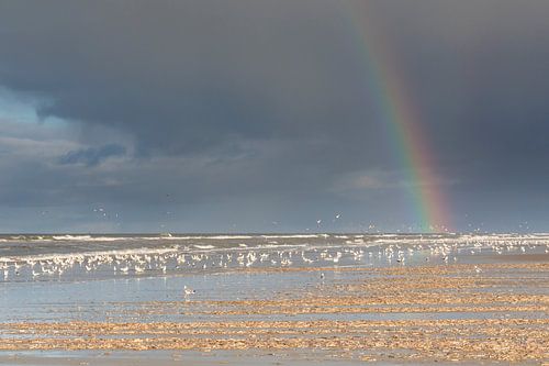 Les mouettes sous l'arc-en-ciel sur Anja Brouwer Fotografie