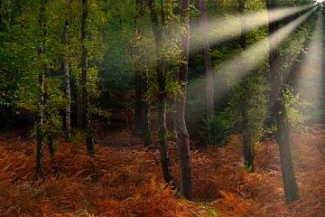 Vert et brun sur peterheinspictures