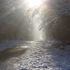 Zon, sneeuw en mist van Vincent Oostvogel