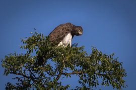 Martial Eagle by Marijke Arends-Meiring