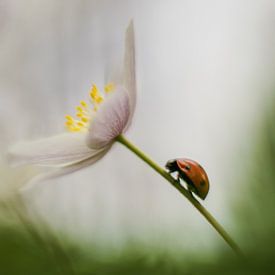 Bosanemoon sur Janka Kucerova