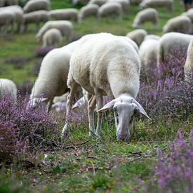 Un troupeau de moutons paît sur les landes de Posbank sur Robin Verhoef