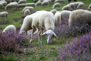 Kudde schapen graast op de heide van de Posbank van Robin Verhoef