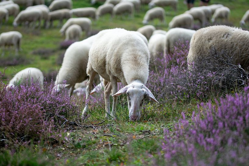 Un troupeau de moutons paît sur les landes de Posbank par Robin Verhoef