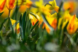 Tulips at the roadside