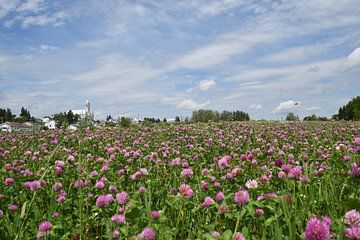 Un champ de trèfle en fleur sur Claude Laprise
