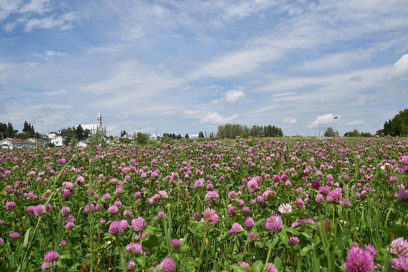 A flowering field of clover by Claude Laprise