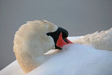 KNobbel Swan by Frank Smedts