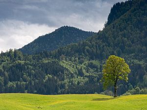 Einzelner Baum im Licht