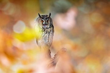 Long-eared owl in autumn