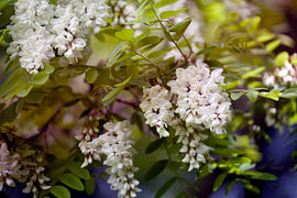 robinia by fantasina