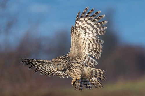 Portrait d'une Chouette de l'Oural en vol