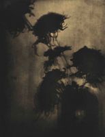 The Shadows on the Wall