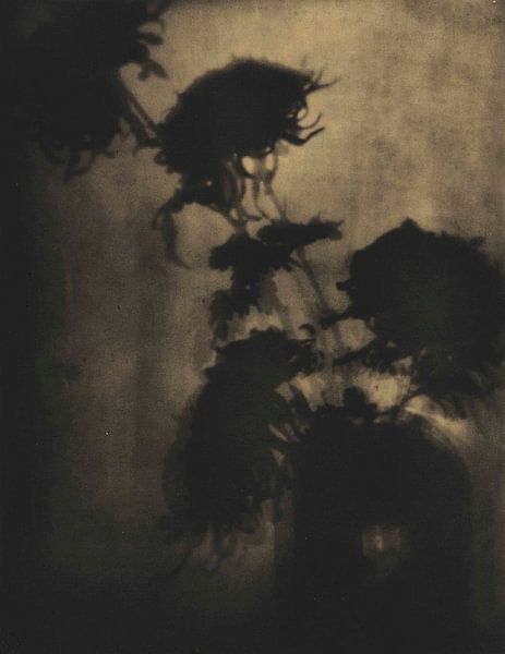 The Shadows on the Wall by David Potter
